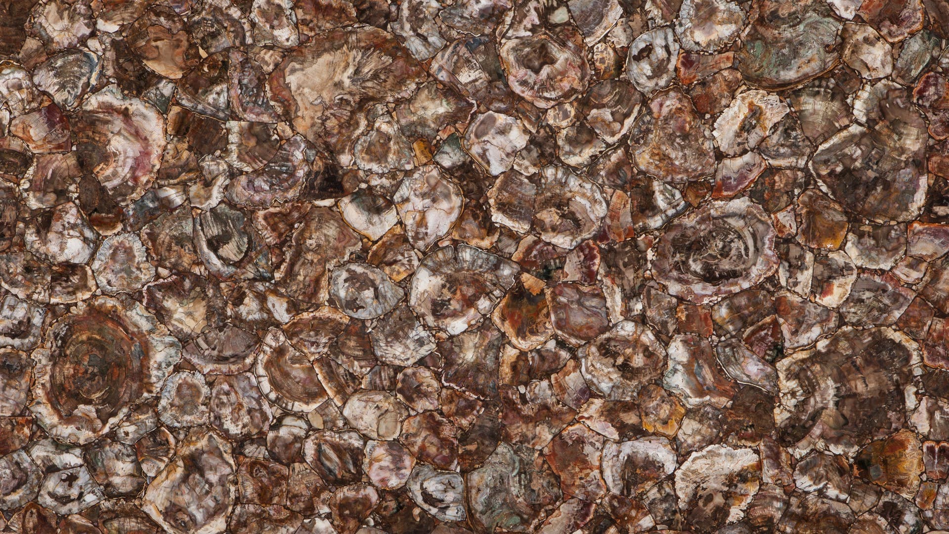 Petrified Wood — Pacific Surfaces Semi Precious Stones